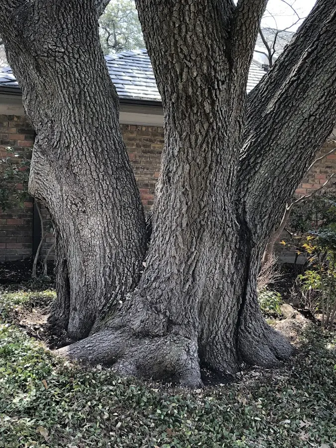 Mature heritage tree close to a Sterrett property cared for by certified arborists